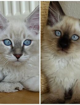 2 Heilige Birma Kitten Katzen Katze abholbereit - Ramsen CH