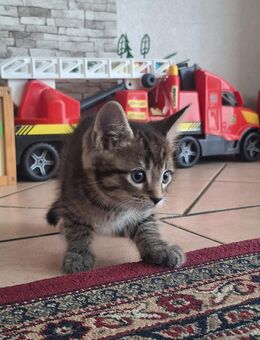 Kitten suchen neues Zuhause - Essen