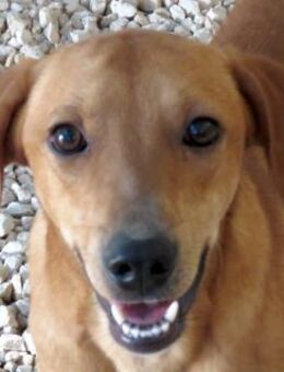 Fabio 2 -auf der Straße geboren- - Oldenburg