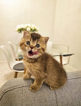 BKH Katze gold W - Berlin