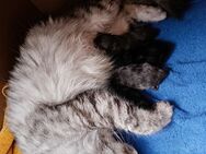 Zuckersüße Maine Coon Kitten abzugeben - Kyritz