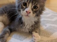 Maine Coon Kitten - Meßstetten