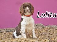 Lolita ist auf der Suche nach ihnen!!! - Essingen (Rheinland-Pfalz)