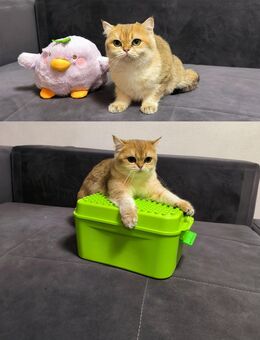 BKH Golden Katze - Burgkirchen (Alz)