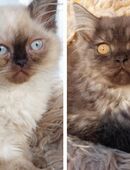 Main Coon - Perser Kitten 12 Wochen in 24972