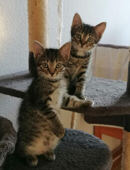 Katzenkind, Katzenbaby, Kitte, Weibchen - Ascheberg (Holstein)
