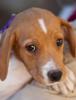 Eevee 💗 neugierige, verspielte Hündin! - Hamburg