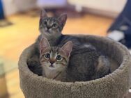 BKH Kitten - Dortmund