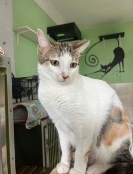 Katze Milagros - evtl als Einzelkatze - Bochum