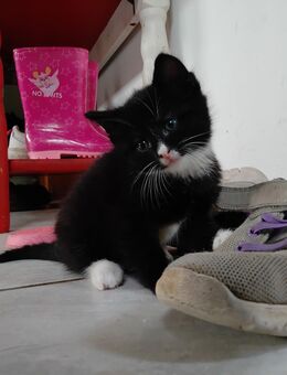 Verk. 3. Katzen Kinder sie dürfen bald ausziehen - Duckow