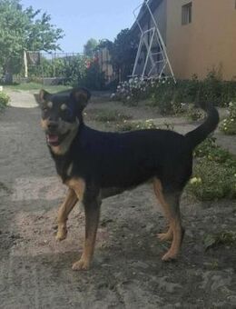 Jade sucht ihr Körbchen - Nordwalde