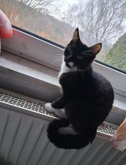 Zuhause für immer gesucht - Grafengehaig