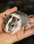 Wüstenrennmäuse Jungtiere in 48153