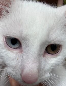 Türkisch Angora Baby ( Kater ) - Wurzen Roitzsch