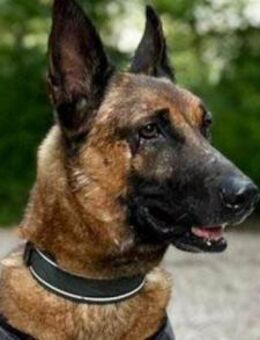 Malinois-Mix ROCKY wartet in 07806 Weira - Hamburg