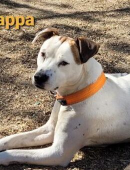 Zierliche Kappa s. Partner fürs Leben - Wettenberg