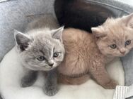 BKH Kitten 2 Kater - Ingolstadt