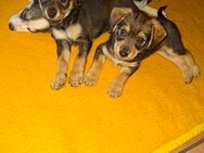 Mischlinge Jack Russell - Darmstadt Arheilgen
