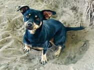 🩷Janka🩷 1-jährige Pinscher-Dackel Mix - Kassel