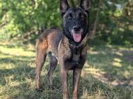 Ares freundlich aktiver Malinois - Lübeck