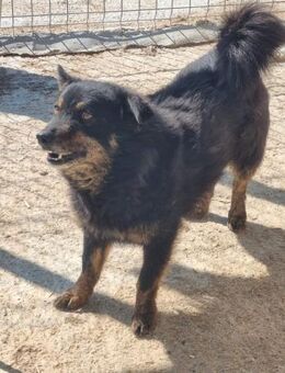 Ängstl. ANASTASYA sucht Hundemenschen - Neuberg