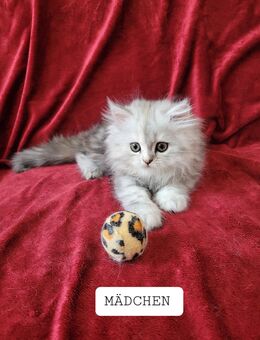 Reinrassiges Perserkätzchen/Kitten mit Nase - Borken