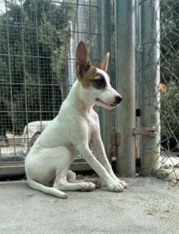 Veronica 💞 sollte entsorgt werden(HO) - Ludwigshafen (Rhein)