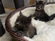 Maine Coon- Kitten,- Reinrassig, werden 7 Wochen Alt. Beide Elterntiere groß und haben einen Stammbaum! - Bielefeld
