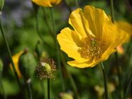 Gelber Mohn Mohnsamen gelbe Blüten Samen Bienen gelb Hummel Blumensamen Saatgut für Mohn mit leuchtend gelben Saat Blüten Blumenbeet Mohnpflanzen poppy Saatgut insektenfreundlich SWR Treffpunkt Beitrag Vatertag Sonne Biene - Pfedelbach
