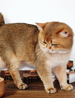 Bkh Britische Kurzhaar Kater mit Stammbaum kastriert - Petersberg (Hessen)