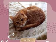 Kätzchen Honey sucht ihr Zuhause - Lalendorf