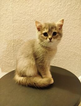 Kleine Katze sucht neues Zuhause - Kaiserslautern