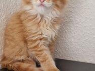 Maine coon kitten - Ellwangen (Jagst) Zentrum