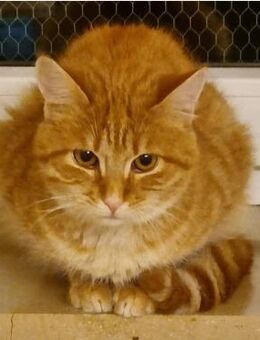 Toffee, süßer Jungkater - Heinsdorfergrund