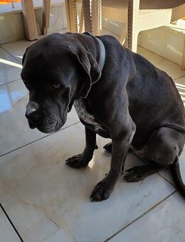 Doggenmix Rüde - Lichtenfels Zentrum