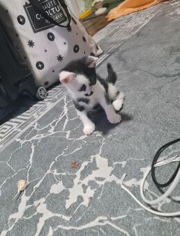 Weiß und schwarz katze - Düsseldorf