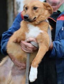 Shanto - kinderliebes Dreibein - Lohra