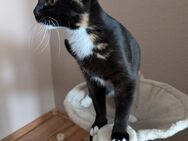 Katze in liebevolle Hände abzugeben - Dortmund Mengede