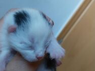 Gebe gegen Schutzgebühr junge Katzen und Kater ab - Tschernitz