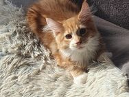 Maine coon babys xxl - Gerolstein