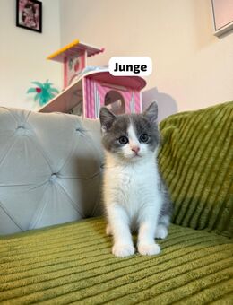 Baby Katzen BKH gemischt - Ingolstadt