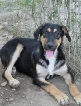 Verspielte Junghündin Finnegan - Kallmünz