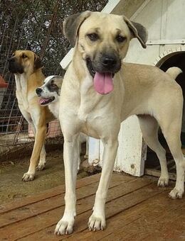 Sonnenschein Elia sucht ihr Glück - Sehnde