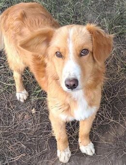 Süßer Calvin sucht seine Familie - Weilheim (Oberbayern)