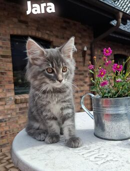 Norwegische Waldkatze - Maine Coon Mix - Sarzbüttel