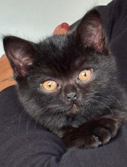 Bkh Mix Kitte sucht ihr neues Zuhause - Sankt Katharinen (Neuwied)