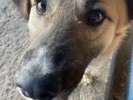 unsicherer Billy sucht erfahrene PS - Berlin