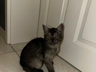 BKH Siam Mix Kitten - Velbert