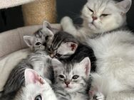 Süße Britisch-Kurzhaar -Russisch-Blau Kitten - Kreuzau