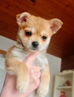 Welpen pomeranian Chihuahua Malteser mix - Langenfeld (Rheinland)